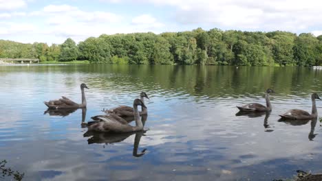 Static-Shot-of-Young-Swans-Swimming-Away-from-Camera