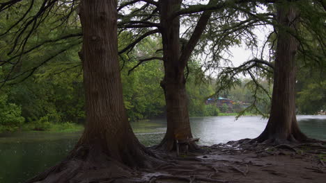 A-wide-shot-of-3-cypress-trees-on-an-island-in-the-San-Marcos-river-while-it's-raining