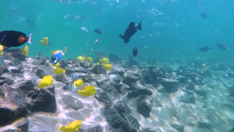 Numerous-fish-swimming-around-underwater-on-a-reef