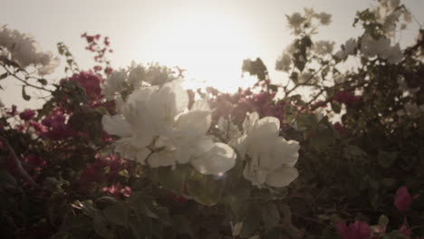 Nahaufnahme-Von-Weißen-Und-Violetten-Blüten-Am-Busch-Im-Wind,-Sonnig