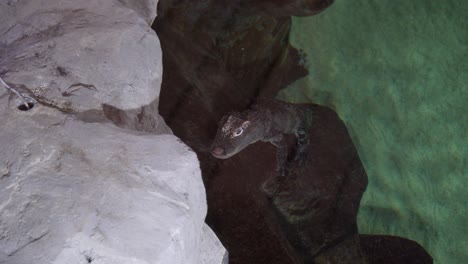 Caiman-swimming-on-the-water-of-a-zoo