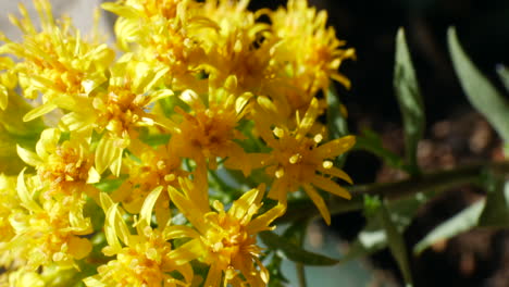 Macro-shot-of-the-yellow-and-gold-blossoms-of-the-goldenrod-flower-and-its-green-plant-stem-in-a-pot