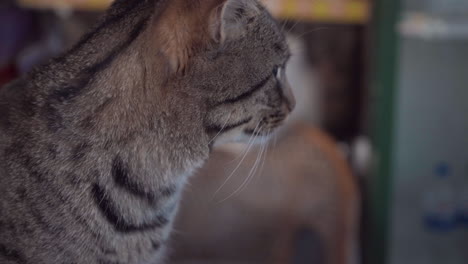 Closeup-of-beatiful-striped-gray-cat-sitting-on-counter