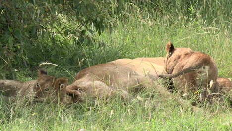 Löwenbabys-Spielen-Und-Entspannen-Zusammen-Mit-Vollem-Bauch,-Massai-Mara,-Kenia