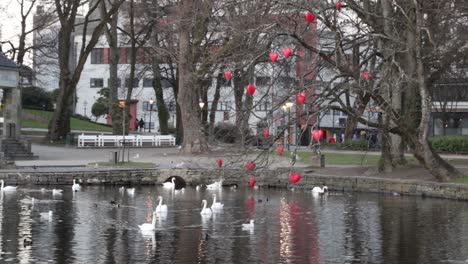 Cisnes-En-El-Parque-De-Stavanger
