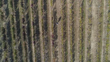 Top-down-view-of-vineyard-with-woman-walking-between-the-rows