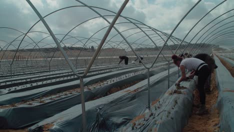 Women-plant-strawberry-runners-in-rows-of-plastic-mulch,-SLOW-MOTION