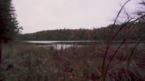 slowly-left-moving-shot-from-behind-foliage-and-cat-tails-with-a-lake-and-fall-coloured-forest-in-the-distance