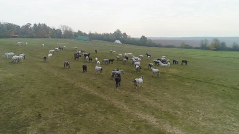 Aerial-view-of-Lipizzaner-horses-on-the-open-field-in-the-morning