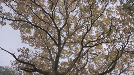 Shot-Looking-Up-And-Panning-Around-A-Beautiful-Gold-And-Orange-Autumn---Fall-Tree,-In-Slow-Motion---Ungraded