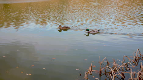 Ducks-Swimming-Across-Pond---Lake-In-Autumn---Fall,-In-Slow-Motion