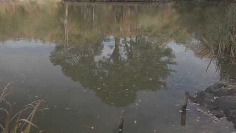 Reflection-Of-Tree-At-Autumn-In-A-Lake---Pond-In-Slow-Motion--Ungraded