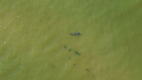 Imágenes-Aéreas-De-Una-Madre-Y-Un-Delfín-Bebé-Nadando-Juntos-Frente-A-La-Costa-De-La-Isla-De-Sanibel,-Florida