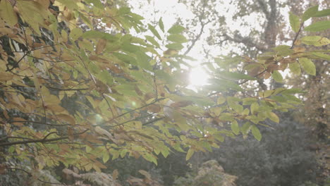 Herbst---Sonnenlicht-Bricht-Durch-Die-Bäume,-Während-Die-Kamera-Um-Einen-Ast-Herumschwenkt