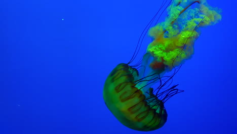 Multi-colored-jellyfish-swimming-appearing-in-and-out-of-frame