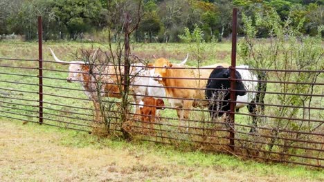 Texas-longhorns-and-calf-in-corral-lookng-over-fence