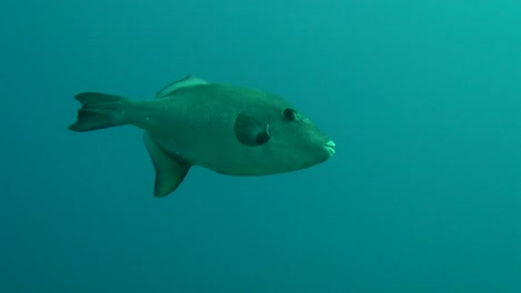 Ocean-Triggerfish-swims-up