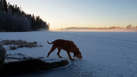 Brown-Hungarian-vizsla-dog-sniffing-in-the-snow-in-beautiful-winter-landscape