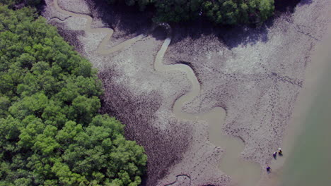 Draufsicht-Auf-Einen-Mangrovenwald-Entlang-Tropischer-Küsten,-Verwurzelt-In-Salzigen-Sedimenten