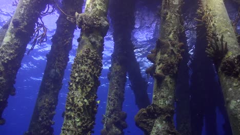 Pier-pilings-with-fish