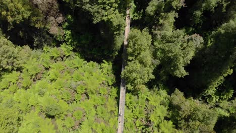 Aerial-birds-eye-view-shot-rising-up-over-suspension-bridge-being-crossed-by-people-in-a-green-forest-in-Australia