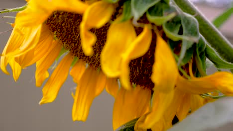 Sonnenblumen-Wiegen-Sich-Im-Wind