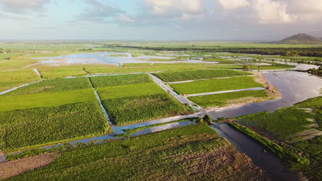 Dron-Moviéndose-A-La-Izquierda-Mostrando-Campos-De-Caña-De-Azúcar-Inundados-Durante-La-Estación-Húmeda-Del-Norte-De-Australia