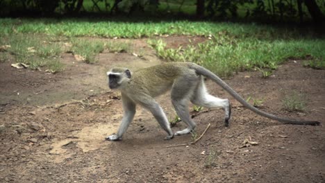 Zeitlupe-Eines-Wilden-Afrikanischen-Vervet-Affen,-Der-In-Die-Kamera-Geht-Und-Schaut