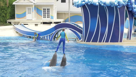 Un-Entrenador-De-Seaworld-Emerge-Del-Agua-Sostenido-Por-Dos-Delfines-En-Cámara-Lenta