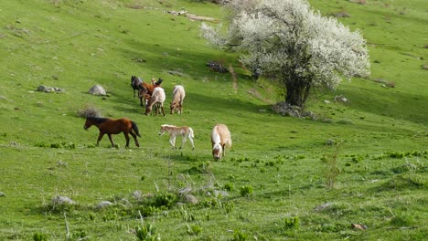 A-herd-of-free-grazing-horses