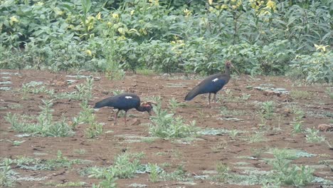 white-shoulder-stok-birds-.