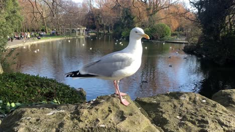 Seagull-bird-in-park
