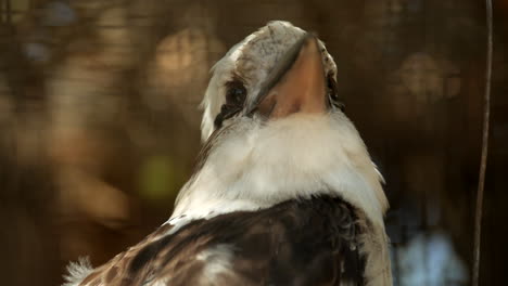 Australian-native-kookaburra-looking-at-the-camera-then-the-bird-turns-and-looks-around