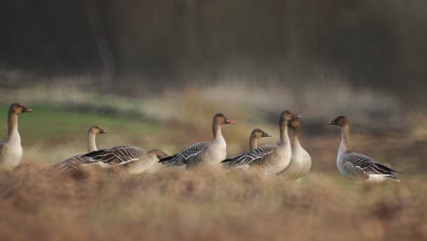 Bean-goose--breeding-in-the-field-Northern-Europe