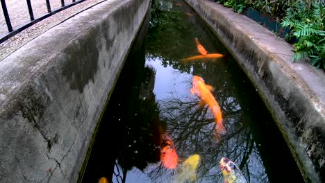 Los-Koi-Nadan-En-Los-Canales-De-Riego-Alrededor-De-La-Misión-Del-álamo