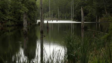Beautiful-Lake-Elizabeth-located-in-the-Otway-Ranges-Rain-Forest-National-Park,-Victoria-Australia