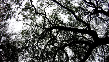 Este-Gran-Roble-En-Los-Terrenos-Del-álamo-Tiene-Más-De-100-Años-Y-Sus-Ramas-Llenan-Casi-Todo-El-Patio-Junto-Al-Antiguo-Cuartel