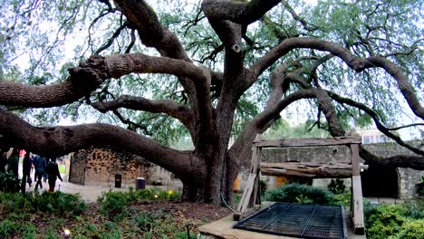 Este-Gran-Roble-En-Los-Terrenos-Del-álamo-Tiene-Más-De-100-Años-Y-Sus-Ramas-Llenan-Casi-Todo-El-Patio-Junto-Al-Antiguo-Cuartel