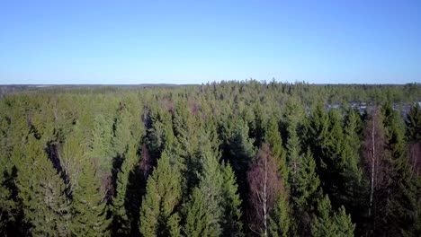 The-green-gold-of-Finland,-Aerial-ascending,-drone-shot-of-endless-pine-and-spruce-forest-in-Ostrobothnia