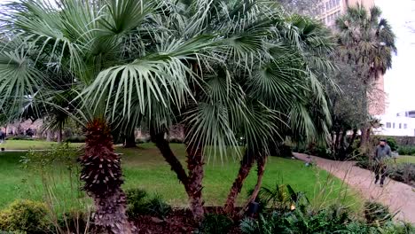 Palmeras-Bien-Cuidadas-Alrededor-De-Los-Jardines-Del-álamo