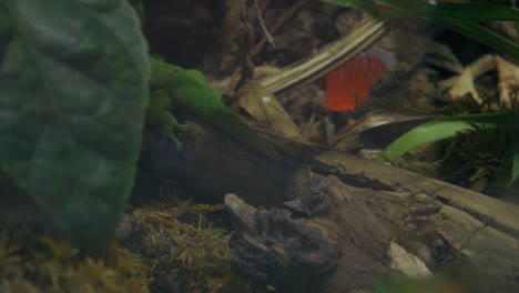 Gecko-Bewegt-Sich,-Um-Sich-Hinter-Blättern-Zu-Verstecken