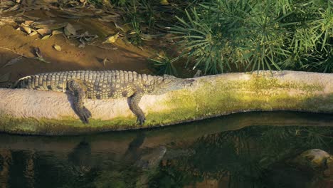Faules-Krokodil,-Das-In-Der-Nähe-Von-Wasser-Liegt