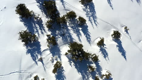 Aerial-shot-looking-down-on-a-mountain-side-with-fresh-snow,-ski-tracks-and-pine-trees-while-flying-along-in-sun-shine