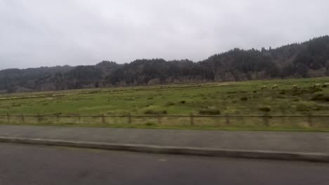 Driving-by-grazing-elk-at-the-Dean-Creek-elk-viewing-preserve