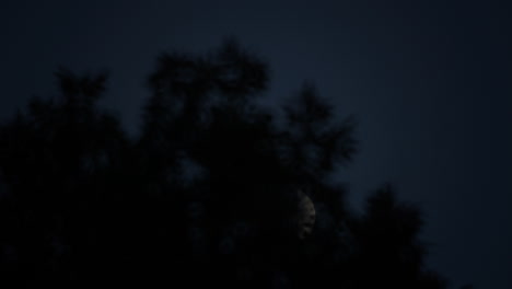 Time-lapsed-tracking-shot-of-crescent-moon-moving-through-a-cloudy-sky-and-setting-behind-trees-at-night-fall