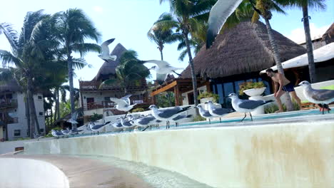 Hombre-En-Forma-Saltando-A-La-Piscina-Del-Complejo-Con-Pájaros-En-El-Borde-Volando-Y-Mujer-Remando