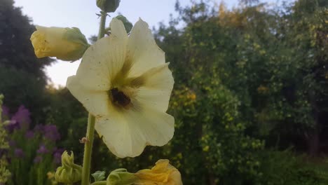 Nahaufnahme-Der-Bestäubung-Gelber-Blüten-Durch-Bienen
