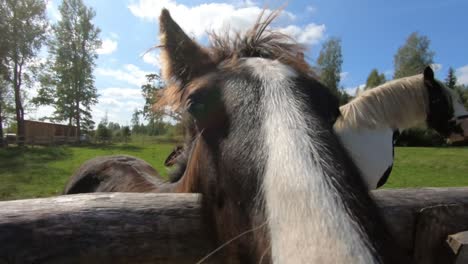 Un-Caballo-Joven-Está-Esperando-Algo-Delicioso