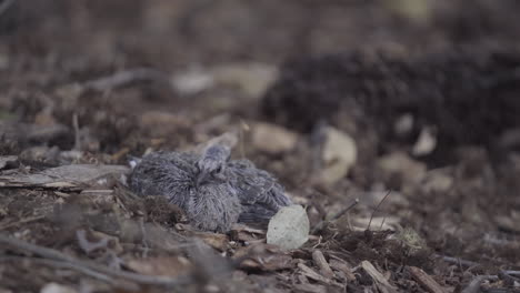 Two-Scared-Mourning-Dove-Chicks-Sit-on-the-Ground