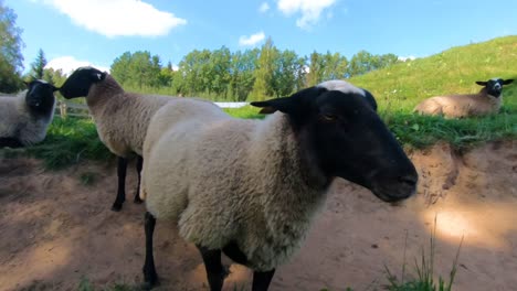 Oveja-Metió-La-Nariz-En-La-Videocámara